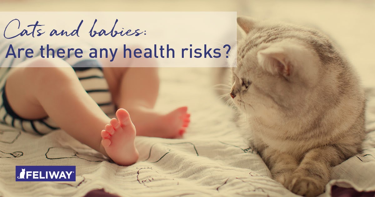 Cats and Babies Are There Any Health Risks To Be Aware Of?